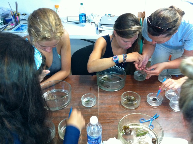 Sorting and identifying algae back in the lab