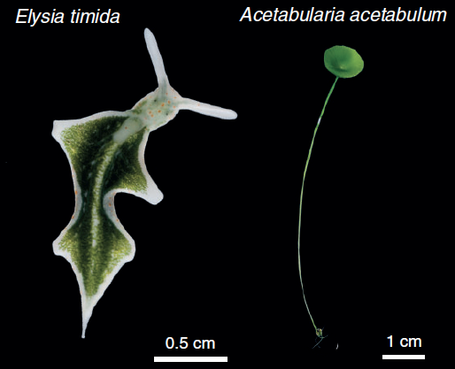The saccoglossan sea slug, Elysia timida and its primary food source (and plstid contributor) Acetabularia acetabulum.  Image from de Vries et al., 2014